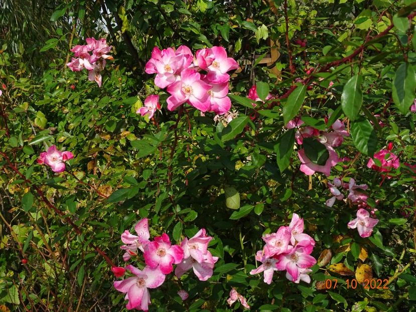  - Trandafiri 2022 4