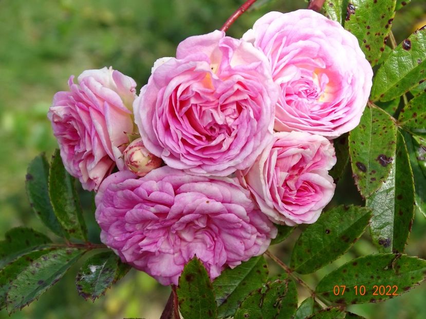  - Trandafiri 2022 4