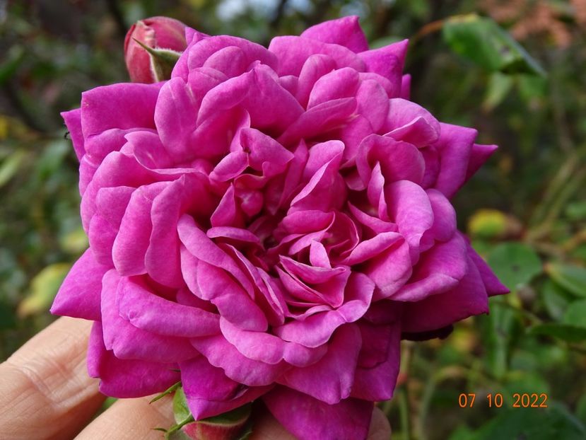  - Trandafiri 2022 4