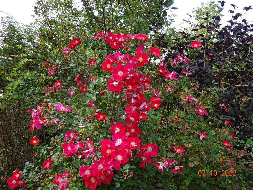  - Trandafiri 2022 4