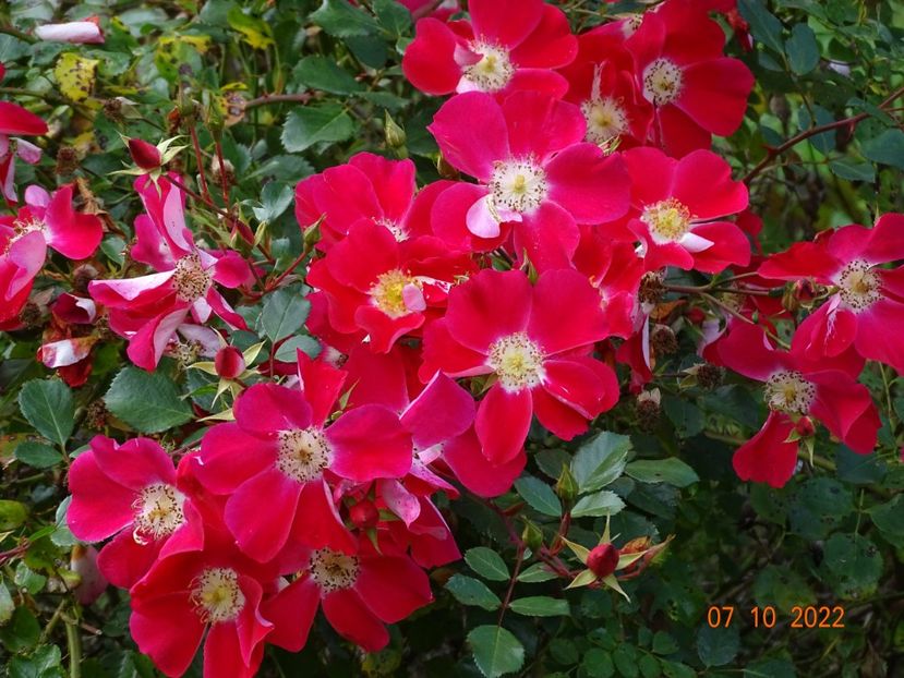  - Trandafiri 2022 4