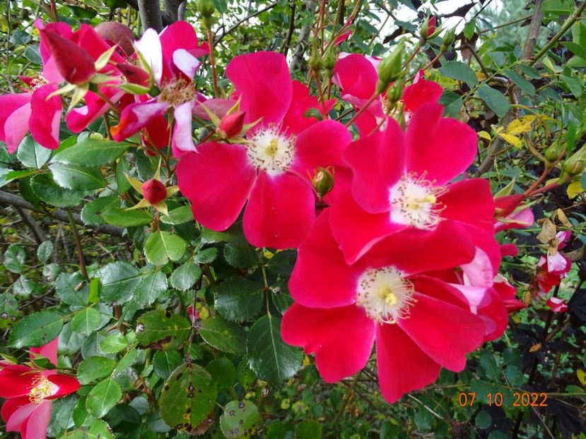  - Trandafiri 2022 4