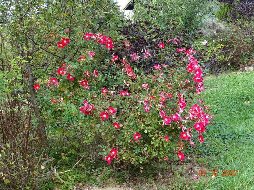  - Trandafiri 2022 4