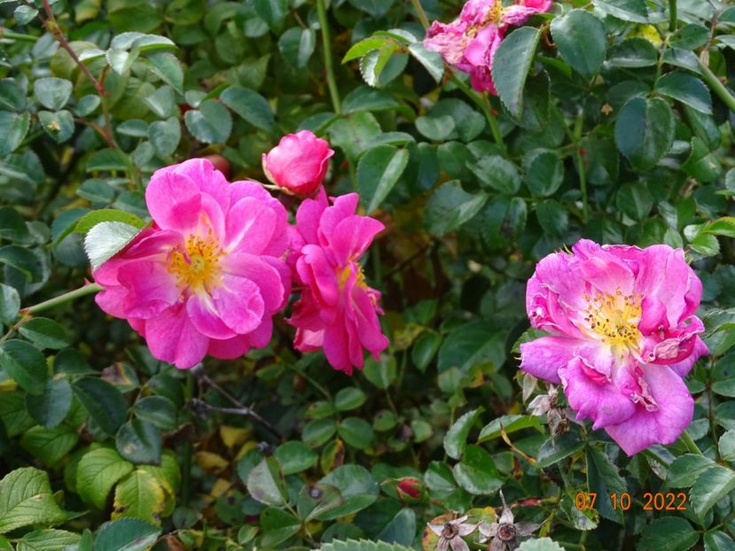  - Trandafiri 2022 4