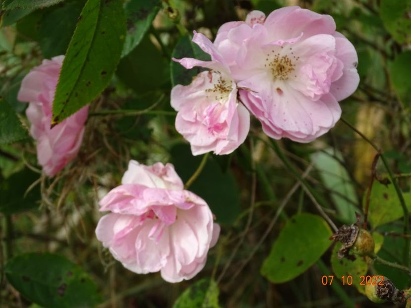  - Trandafiri 2022 4