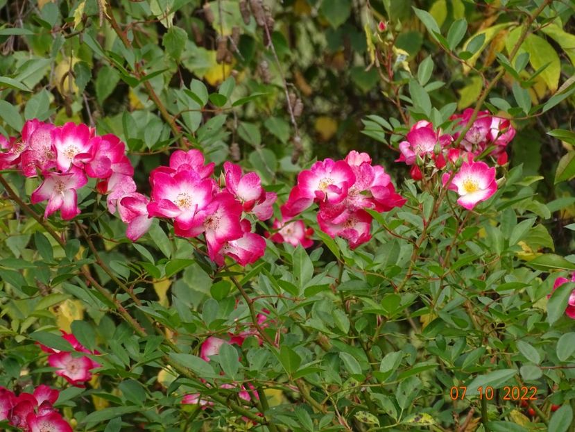  - Trandafiri 2022 4