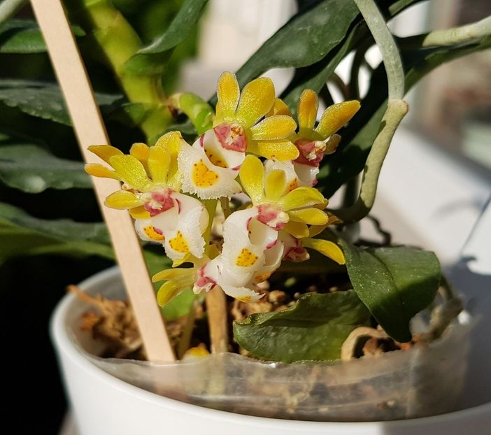 Gastrochilus japonicus (2021) - Gastrochilus