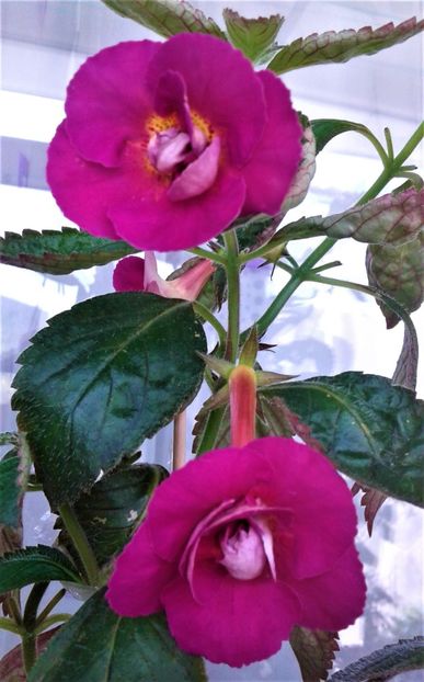  - Achimenes Erecta-Botanisch