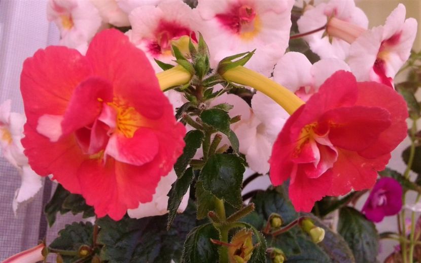  - Achimenes Erecta-Botanisch