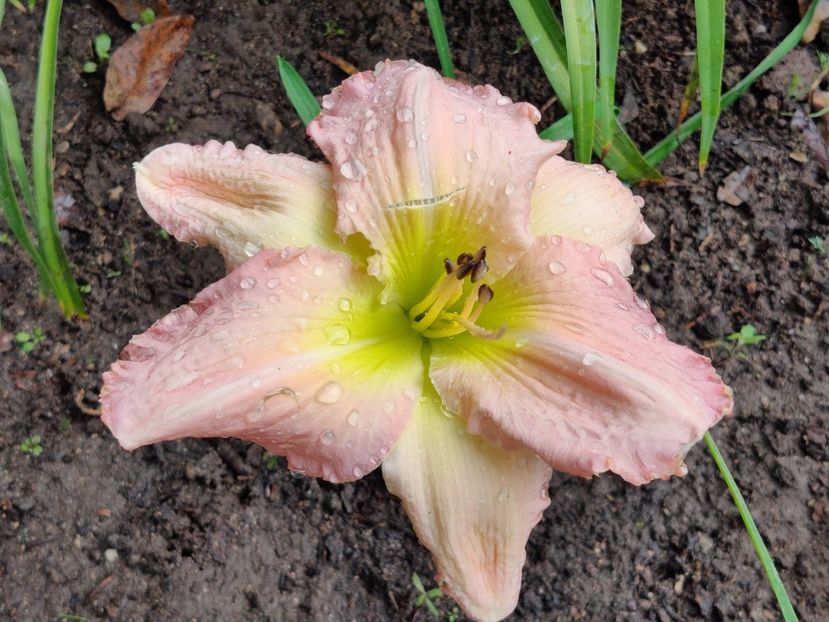 Big blue - in septembrie - Hemerocallisi 1