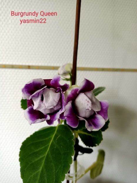 11.10.2022 - Gloxinia 2022