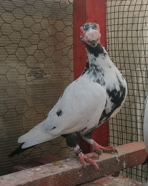 M 2022 - Carunculați 2022