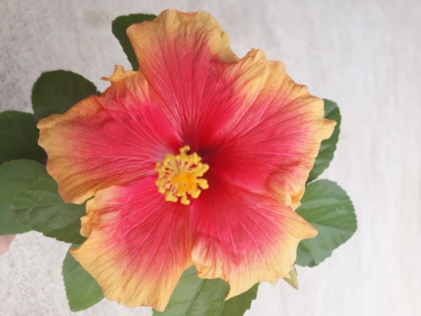  - Hibi galben cu rosu