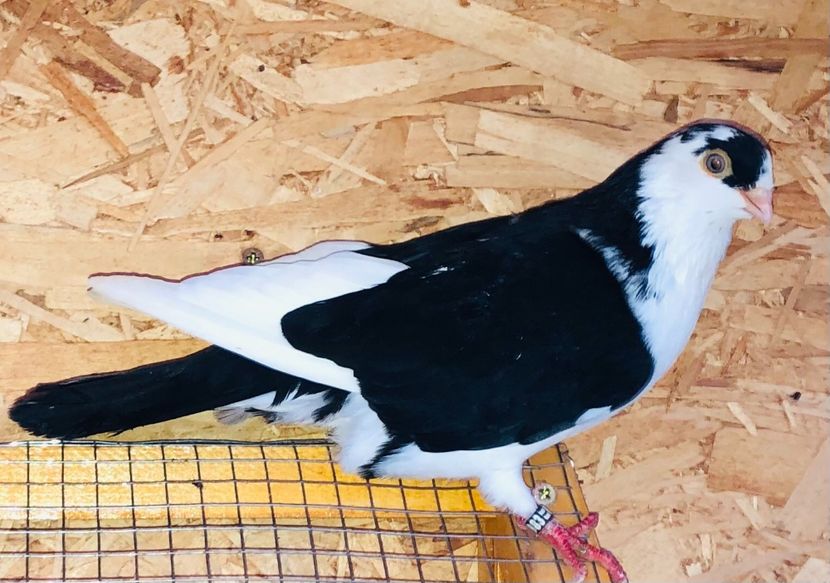 4983  mascul  2022_1 - tineret 2022