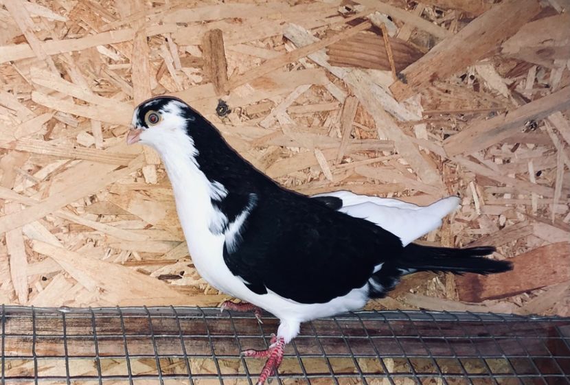 4983  mascul  2022_2 - tineret 2022