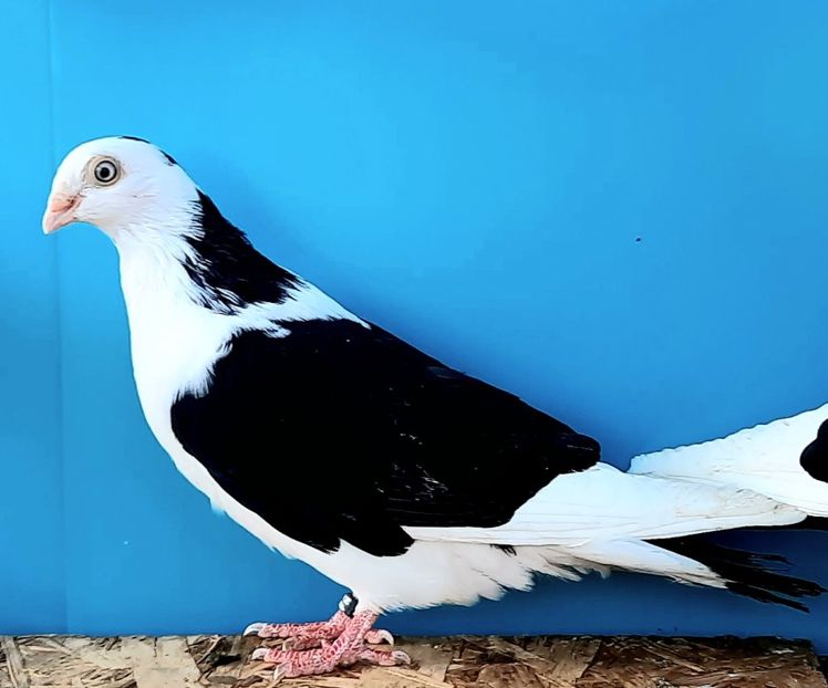 4984  femelă  2022_3 - tineret 2022