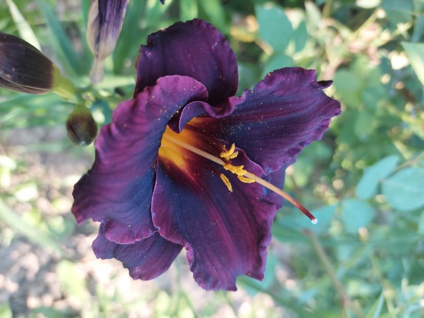 Hemerocallis nr 1 20lei - Hemerocallis Crin de o zi