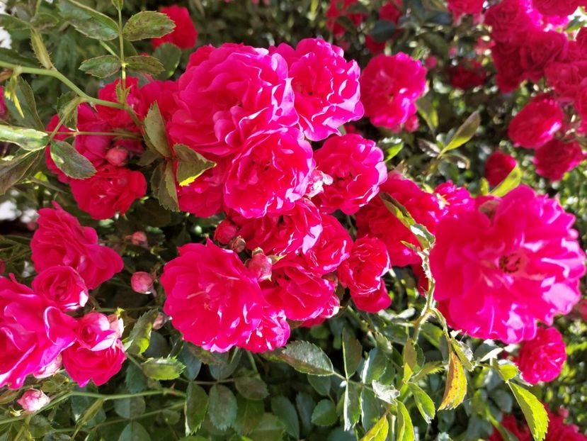 Rambler - w Produse livrate