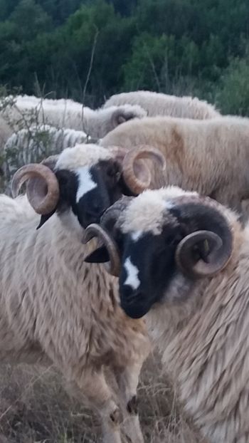 Screenshot_20220719-063644 - OCTOMBRIE 2022