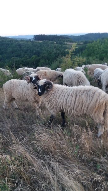 Screenshot_20220719-063419 - OCTOMBRIE 2022