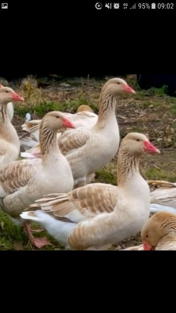 Screenshot_20220113-090203 - OCTOMBRIE 2022