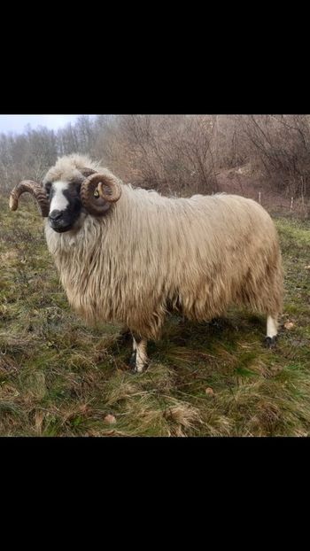 Screenshot_20210106-192201 - OCTOMBRIE 2022