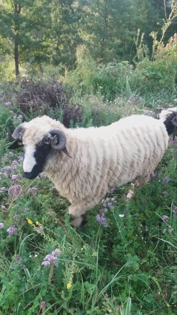 Screenshot_20200809-080142 - OCTOMBRIE 2022