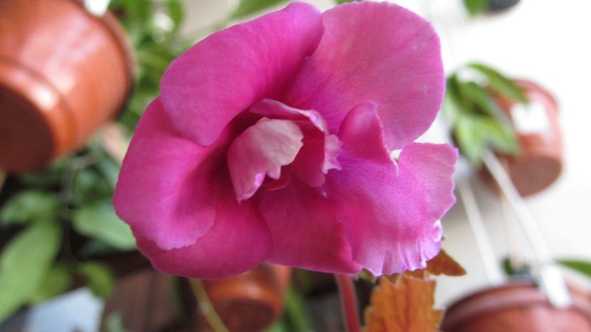 RF's Roberto's King Favorite - ACHIMENES 2022