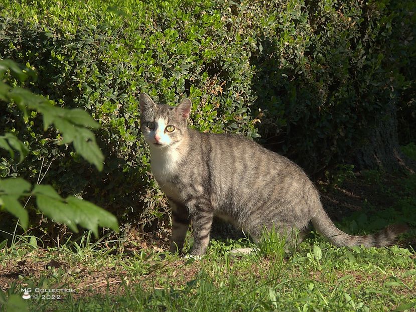 w-Cat 02 - --- PISICI si CAINI - CATS AND DOGS
