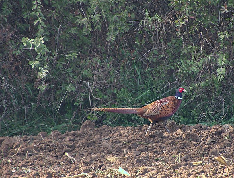 w-FAZAN-Pheasant - PASARI - BIRDS