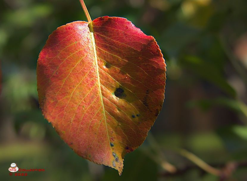 w-Frunza de toamna-Autumn Leaf - DECO ART