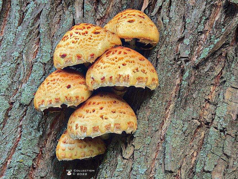 w-Ciuperci de pom-Tree Mushrooms - CIUPERCI - MUSHROOMS
