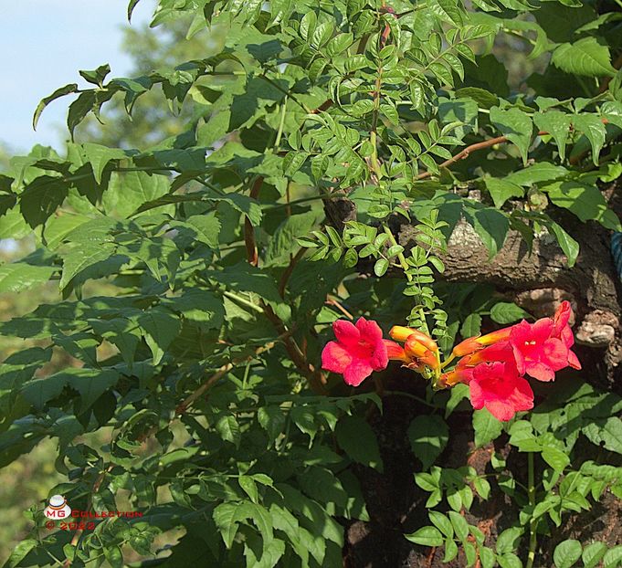 Luleaua turcului - FLORI - FLOWERS