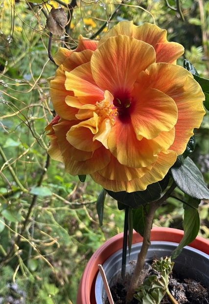EE1E1548-1CE5-49D0-838E-504F9F65E4E6 - Hibiscus