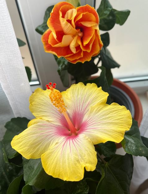 E16BCE4C-E7E3-42EE-BC83-7C44C71B7B3E - Hibiscus