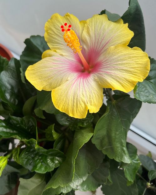 2BFD8292-9C42-4DAF-9A06-B9C3D954785B - Hibiscus