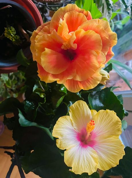 745E53AA-A02E-40DB-875C-0F92D42EC7A6 - Hibiscus