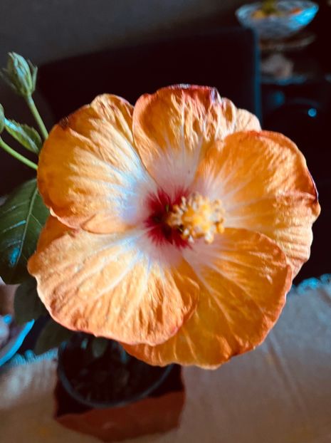 AE7C74AB-01A0-46B1-8AA7-C347C7F4104E - Hibiscus