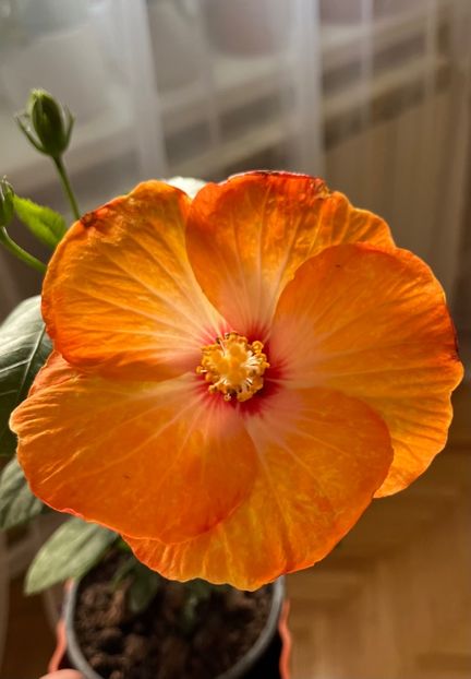 17546199-18F9-4FFD-B415-640EFB015C5E - Hibiscus
