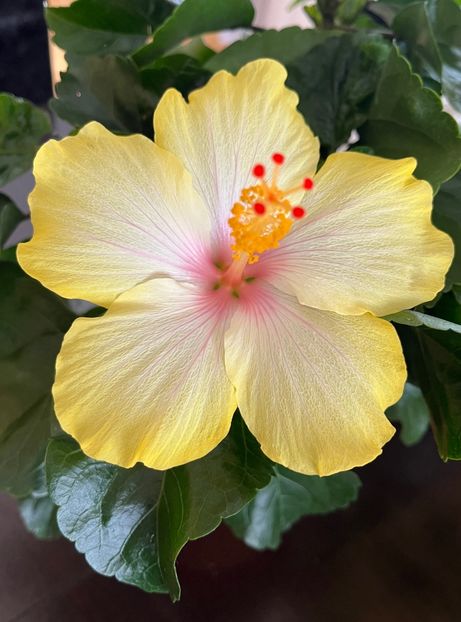 49C800A5-BC46-48D7-AEB4-AB9D389D4E65 - Hibiscus