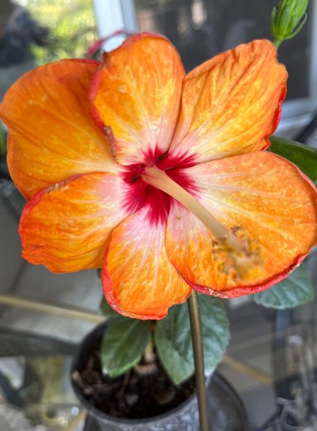 6BDF387A-06B0-4CA6-BC74-0349090589E2 - Hibiscus