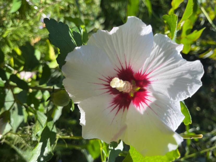 54F9F6A0-5CBC-49B5-8A12-3117A38E5349 - Hibiscus
