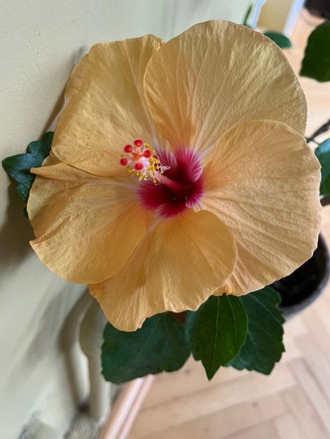 1D5DC741-54EC-4635-963F-560A55DF3572 - Hibiscus