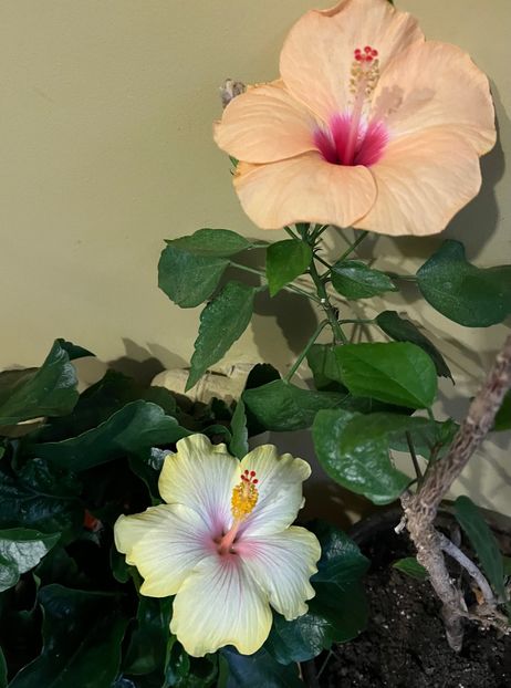 2614D4DF-F0AE-482C-8137-DE7A2E31BE45 - Hibiscus