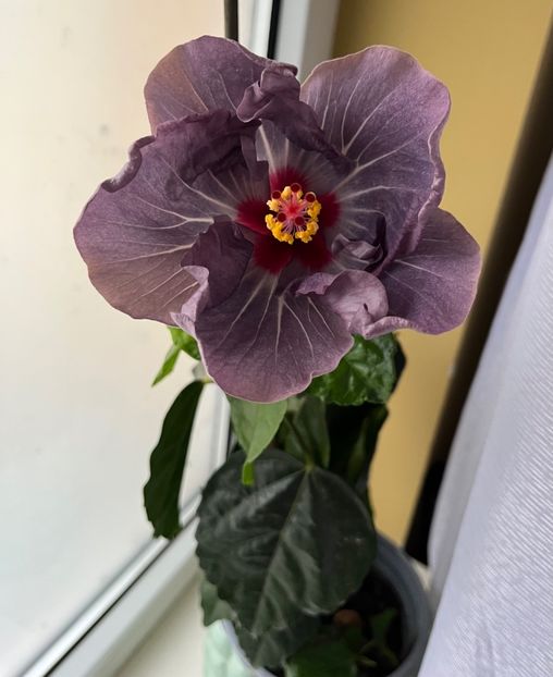 Cato - Hibiscus