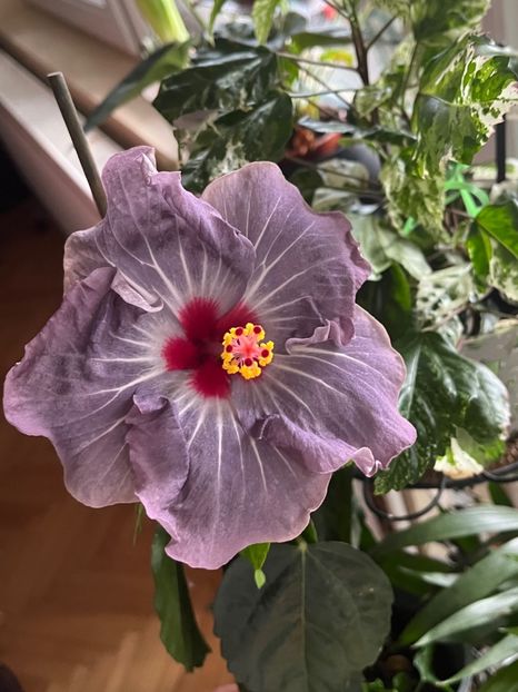 26FC23E2-4852-48DF-ACA2-EC58C8BE5B3B - Hibiscus