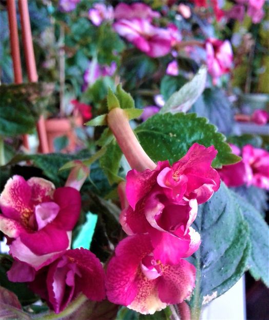  - Frumosi mei achi astazi