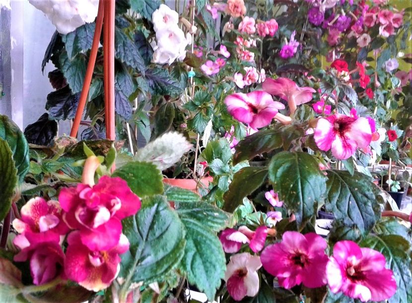  - Frumosi mei achi astazi