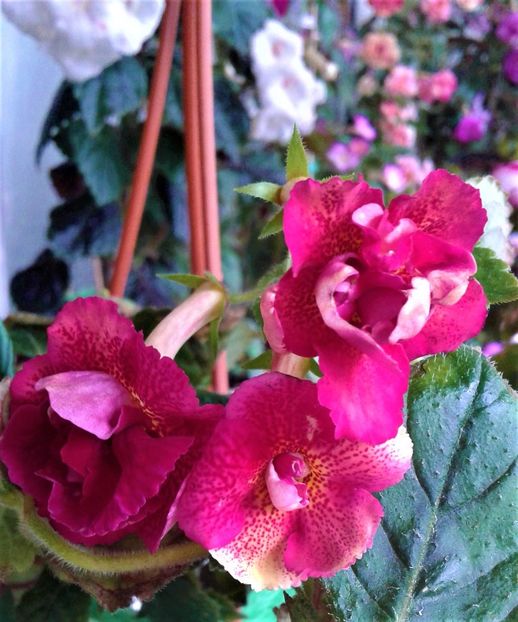  - Frumosi mei achi astazi