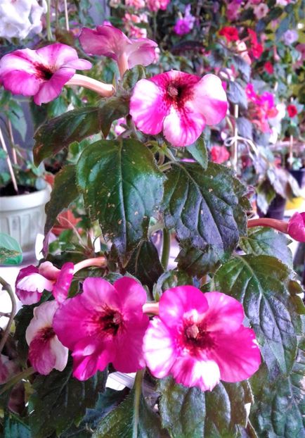  - Frumosi mei achi astazi